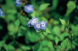 CERATO (Loodkruid / Ceratostigma willmottiana) 20 ml