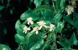 CLEMATIS (Bosrank / Clematis vitalba) 20 ml