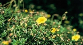 ROCK ROSE (Zonneroosje / Helianthemum nummularium) 20 ml