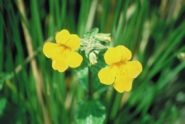 MIMULUS (Maskerbloem / Mimulus guttatus) 20 ml