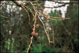 LARCH (Lariks / Larix decidua) 20 ml