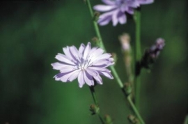 CHICORY (Cichorei / Cichorium Intybus) 20 ml