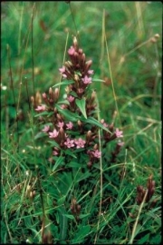 GENTIAN (Gentiaan / Gentiana amarella) 20 ml