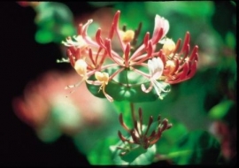 HONEYSUCKLE (Kamperfoelie / Lonicera caprifolium) 20 ml