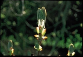 CHESTNUT BUD (Kastanjeknop / Aesculus hippocastanum) 20 ml