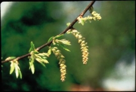 HORNBEAM (Haagbeuk / Caprinus Betulus) 20 ml