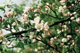 CRAB APPLE (Appel / Malus pumila) 20 ml