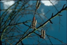 ASPEN (Ratelpopulier / Populus tremula) 20 ml