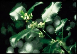 HOLLY (Hulst / Ilex aquifolium) 20 ml
