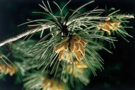 PINE (Grove Den / Pinus sylvestris) 20 ml