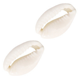 Schelpkralen kauri Natural white 17 x 12 mm