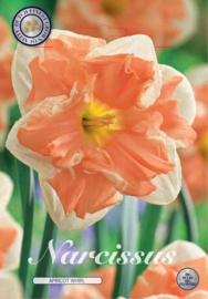 Narcis Splitcrown Apricot Whirl