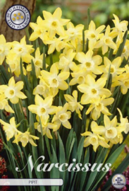 Narcis Jonquilla Pipit