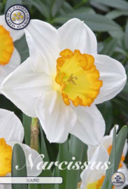 Narcis Trumpet Sound