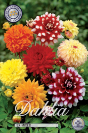 Dahlia Dekorative Mixed