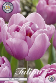 Tulipa Double Late Table Dance
