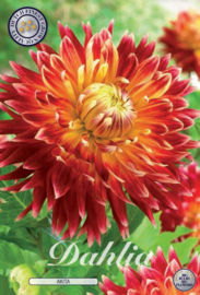 Dahlia Decoratief Akita