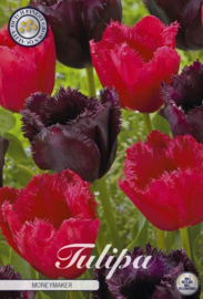 Tulipa Garden Moneymaker