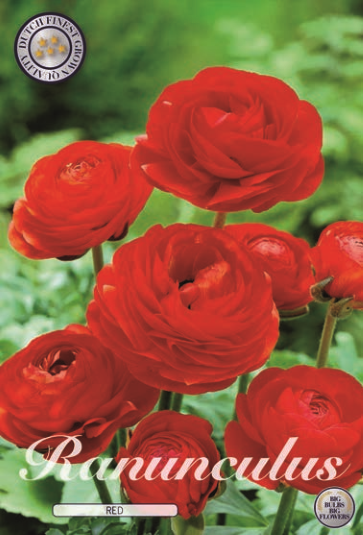 Ranunculus Asiaticus Red