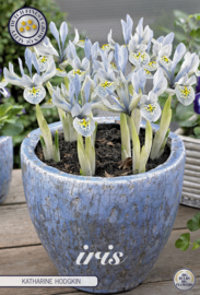Iris Reticulata Katharina Hodgkin