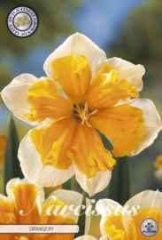 Narcis Splitcrown Orangery