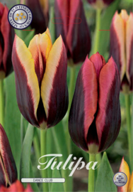 Tulipa Garden Dance Club