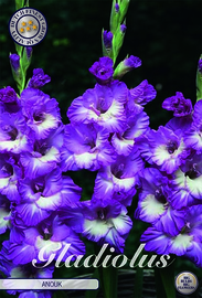Gladiolus Large Flowering Anouk