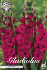 Gladiolus Plumtart