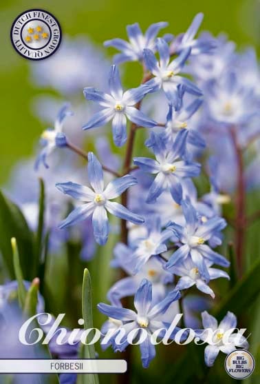 Chionodoxa Forbesii