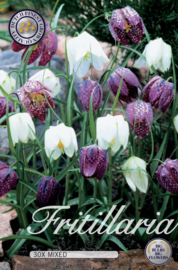 Fritillaria Meleagris Mixed