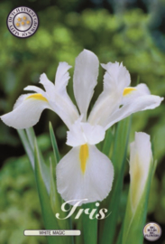 Iris Hollandica White Magic