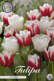 Tulipa Garden Red Snow