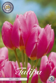 Tulipa Multiflora Happy Family