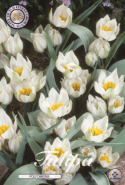 Tulipa Polychroma