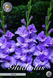 Gladiolus Large Flowering Alpha