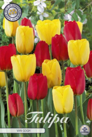 Tulipa Garden Van Gogh