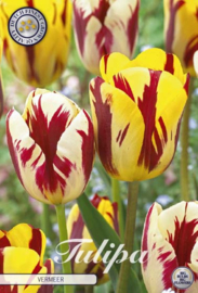 Tulipa Garden Vermeer