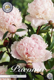 Paeonia Solange