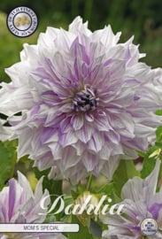 Dahlia Decoratief Mom's Special