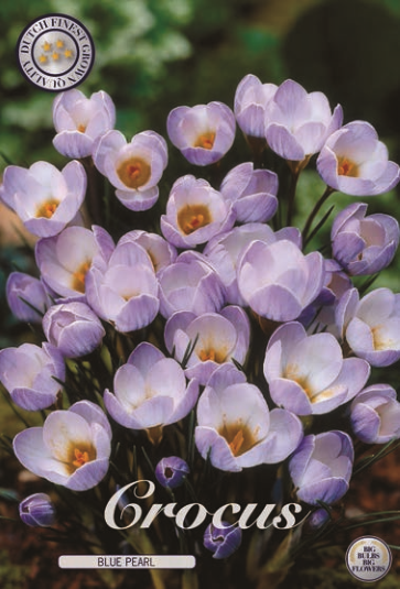 Crocus Chrysanthus Blue Pearl