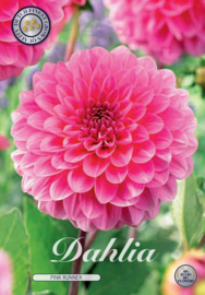 Dahlia Pompon Pink Runner