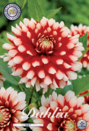 Dahlia Decoratief Duet
