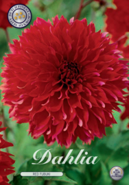 Dahlia Fubiki Red