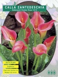 Calla Zantedeschia, Donkerroze