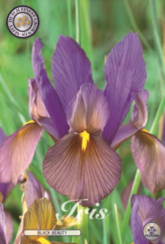 Iris Hollandica Black Beauty
