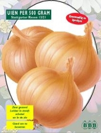 Onion Stuttgarter Riesen