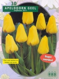 Tulipa Apeldoorn Yellow