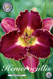 Hemerocallis David Kirchhoff