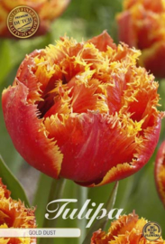 Tulipa Fringed Double Gold Dust