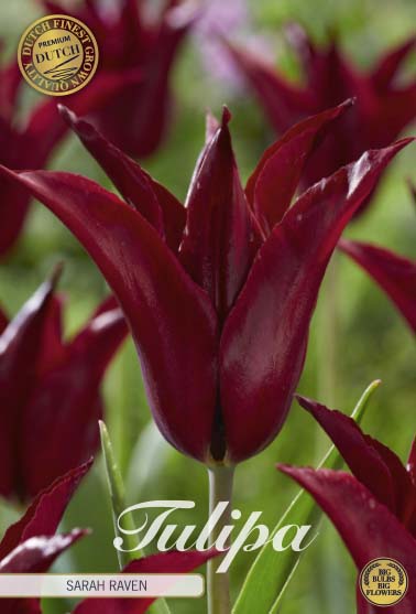 Tulipa Lilyflowering Sarah Raven